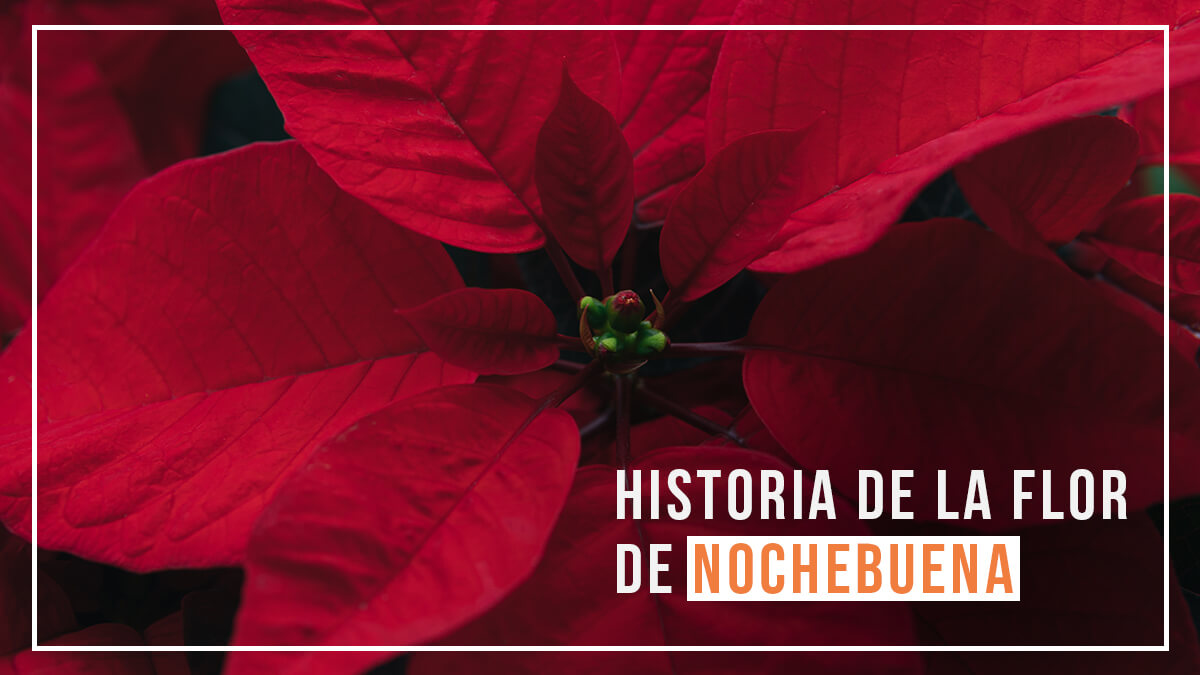 Historia de la Flor de Nochebuena | Kiosco info