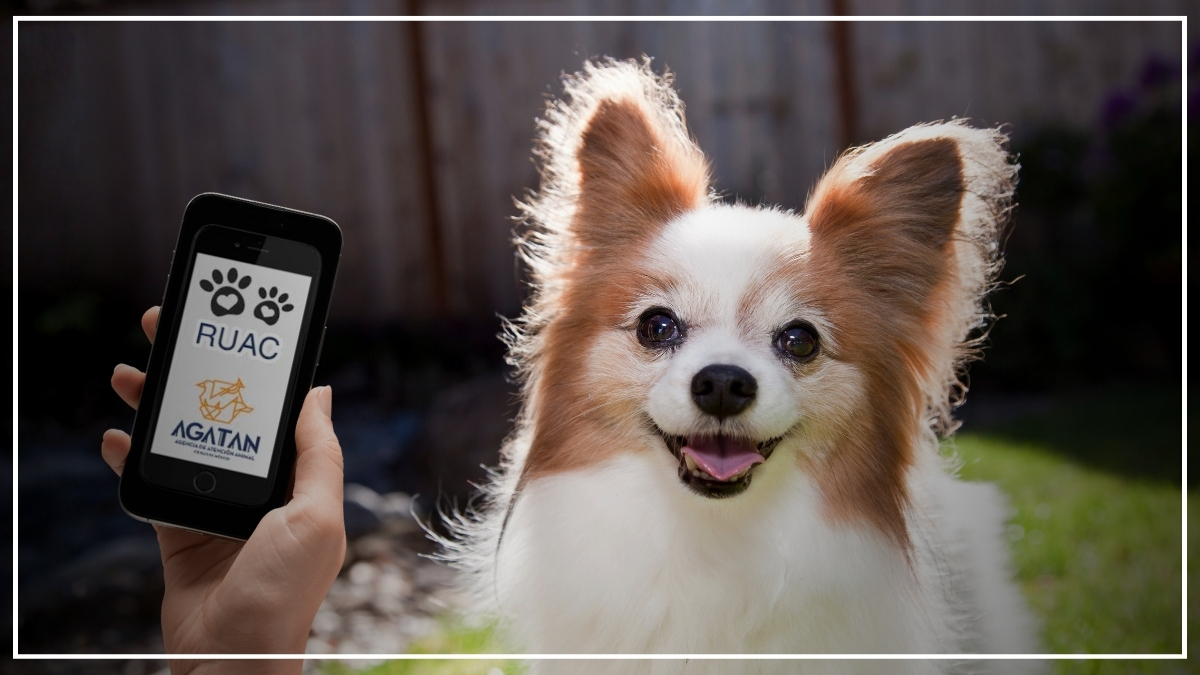 Cómo tramitar el RUAC